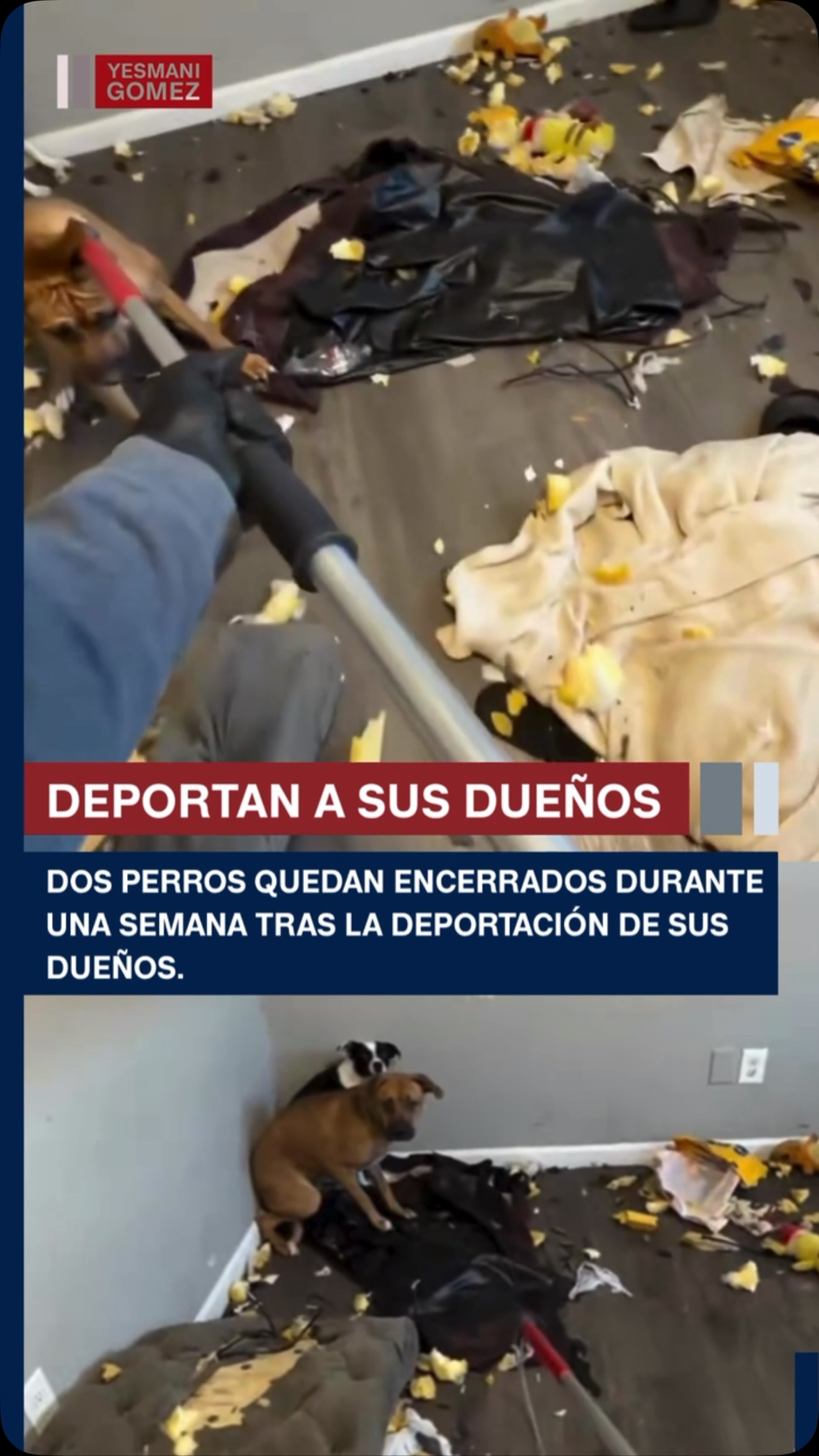 Two dogs abandoned in apartment after owners detained in Oklahoma ICE operation