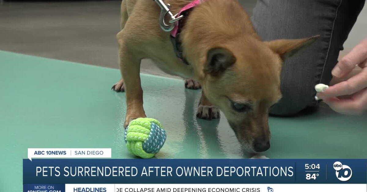 San Diego shelters overwhelmed with pets surrendered after owners detained or deported